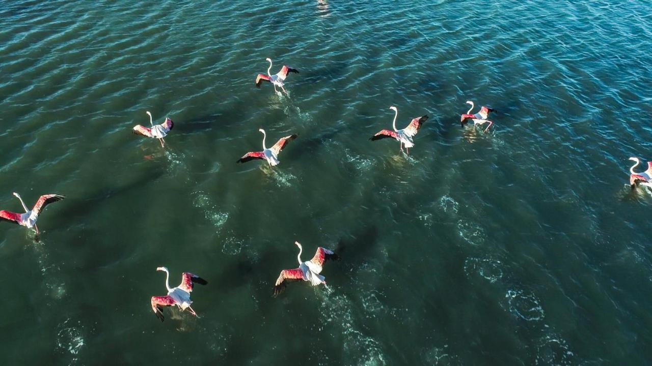 Nuits Salines Aigues-Mortes Eksteriør bilde